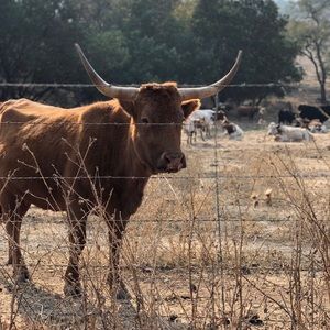 Meet your Posher, Fiona